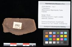Foto (Objekt + Etikett) von Graminea ? sp.  (NHMW-GEO-2024-0188-0393)
